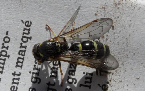 Réf. 205 860 : Symmorphus murarius